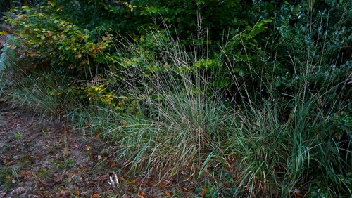 Molinia caerulea observed 2026-10-25