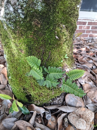 Pleopeltis polypodioides observed 2026-10-25