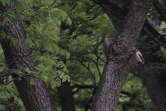 Melanerpes carolinus