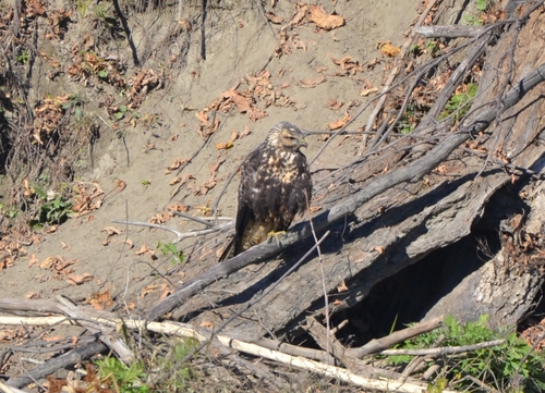 Swainson's Hawk