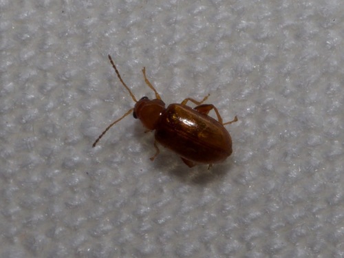Glyptina