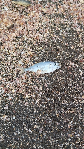 Trachinotus observed 2026-10-25