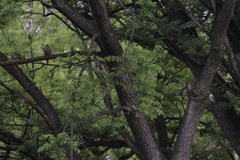 Melanerpes carolinus