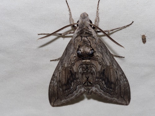Five-spotted Hawk Moth