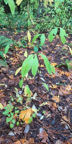 Oemleria cerasiformis, 2026-10-25