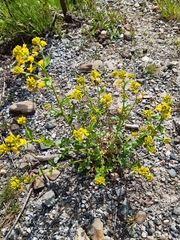 Barbarea vulgaris