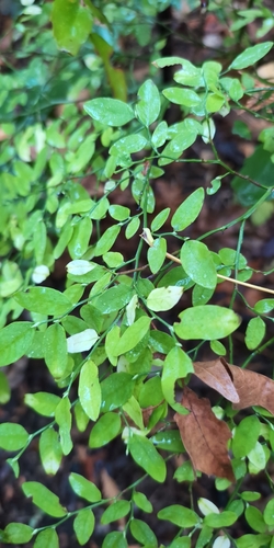 Vaccinium parvifolium, 2026-10-25