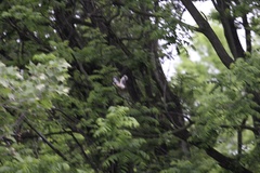 Melanerpes carolinus