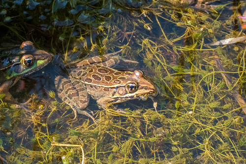 Rana Leopardo