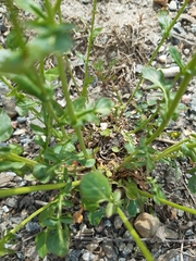 Barbarea vulgaris
