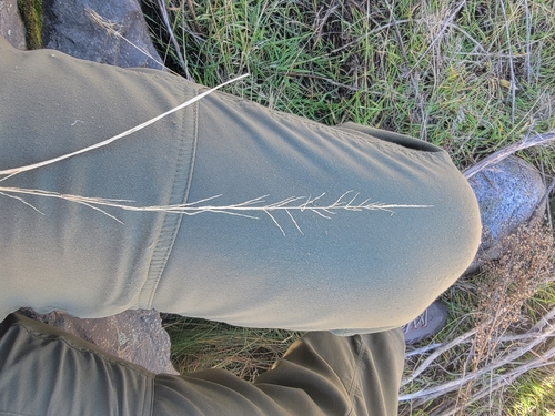 Sand Dropseed