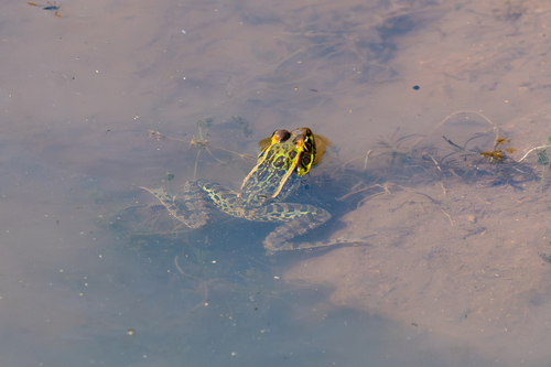 Rana Leopardo