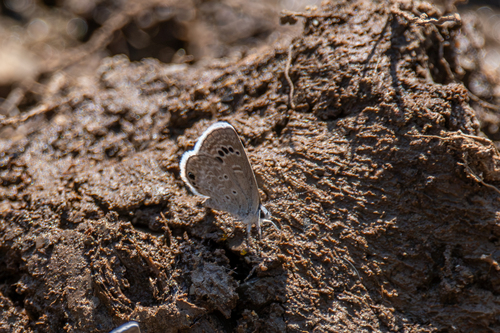 Mariposa Azul del mezquite