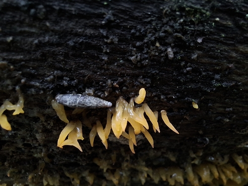 Clausilia observed 2026-10-25