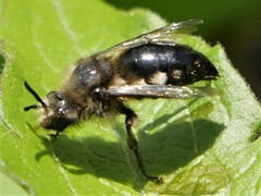 Melecta albifrons