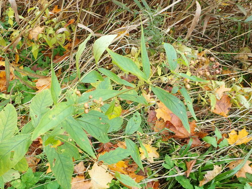 Lysimachia vulgaris, 2026-10-24