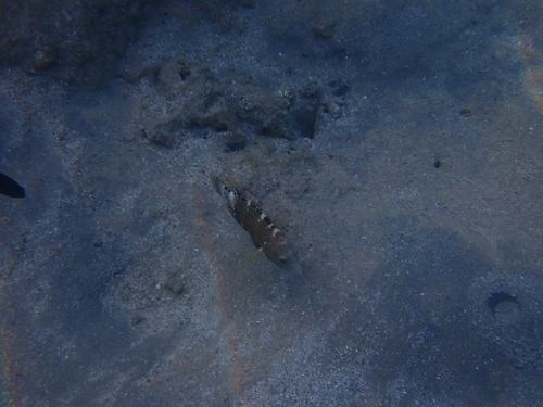 Cheilinus abudjubbe observed 2026-10-14