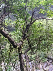 Ficus variegata garciae