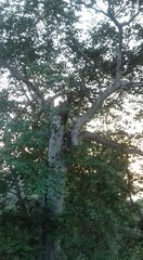 Platanus mexicana