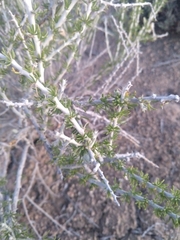 Tetradymia spinosa
