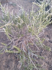 Tetradymia spinosa