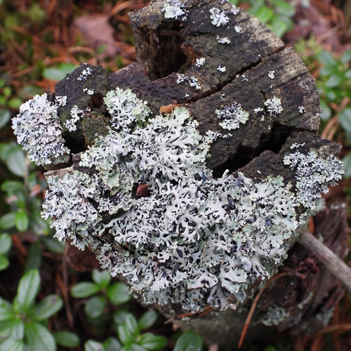 Hypogymnia physodes observed 2026-10-25