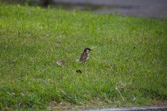 Passer domesticus × italiae