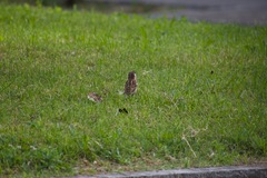 Passer domesticus × italiae