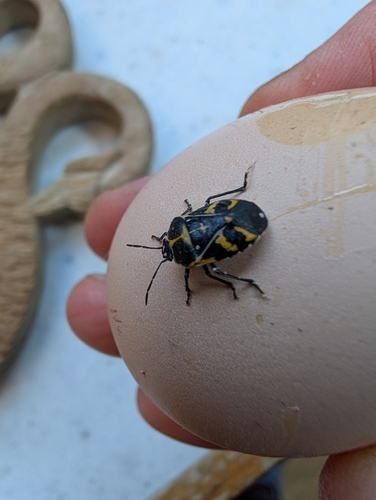 Harlequin Bug