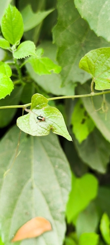 Escarabajos pulga