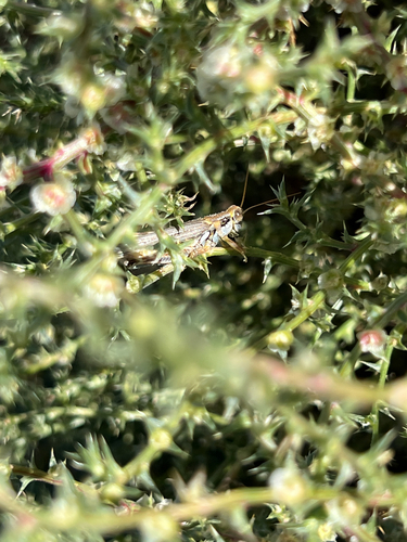 Lakin Grasshopper