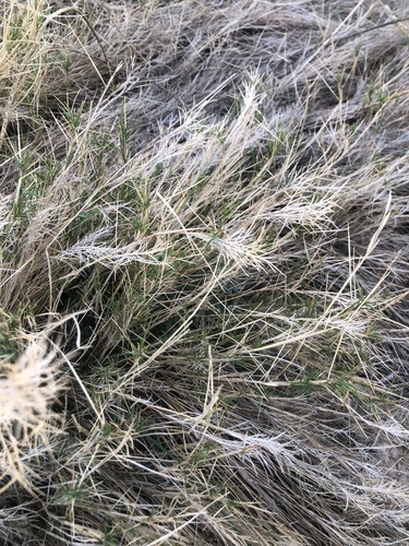 Brachypodium retusum observed 2026-10-25