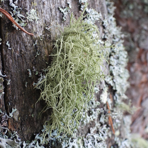 Usnea observed 2026-10-25