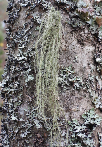 Usnea observed 2026-10-25