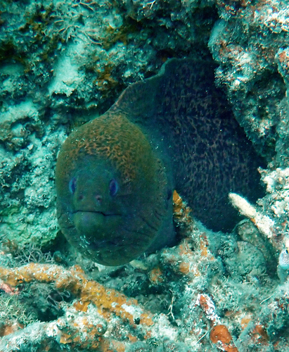 Gymnothorax javanicus observed 2026-10-21