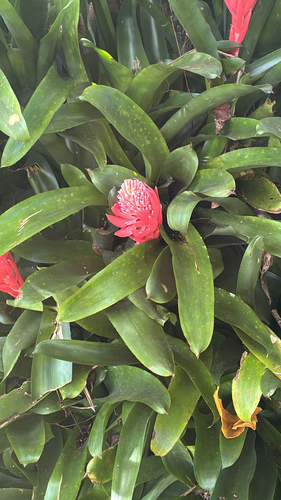 Billbergia pyramidalis observed 2026-10-10