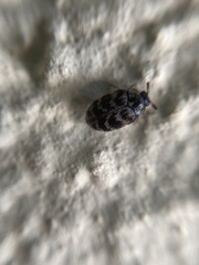 Anthrenocerus australis