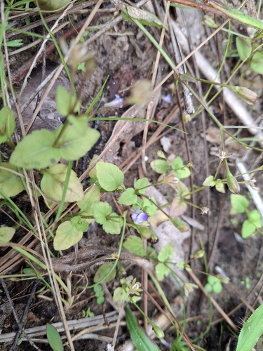 Torenia crustacea observed 2026-10-25
