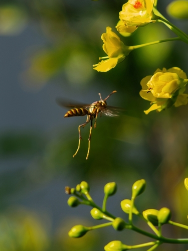 Polistes exclamans observed 2026-10-25