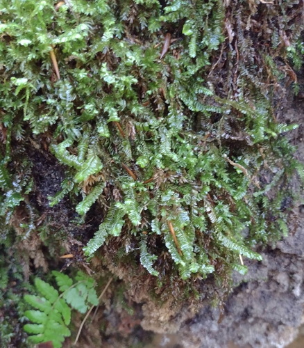 Plagiochila porelloides, 2026-10-23