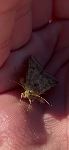 Helicoverpa zea observed 2026-10-25