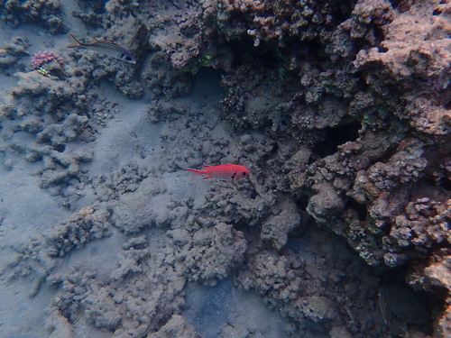 Myripristis murdjan observed 2026-10-14