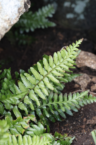 Asplenium marinum, 2026-10-25