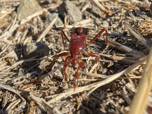 Western Corsair Bug