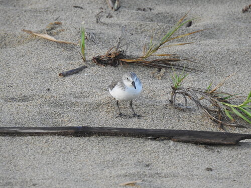 Calidris pusilla, 2026-10-25