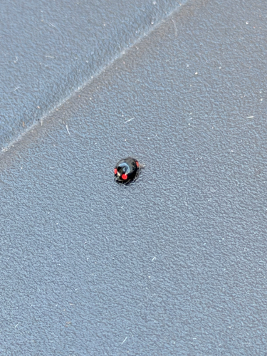 Bigeminate Sigil Lady Beetle