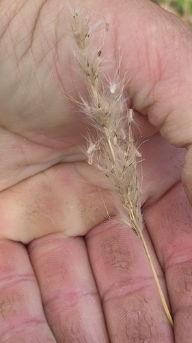 silver bluestem