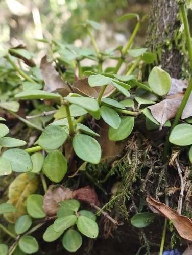 Peperomia tetraphylla observed 2026-10-24