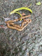 Bipalium pennsylvanicum