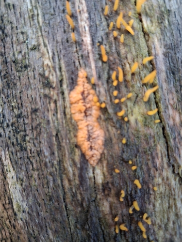 Phlebia radiata, 2026-10-25